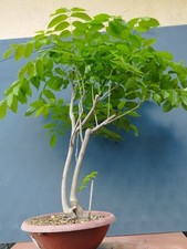 Bonsai di Glicine  70x1cm In