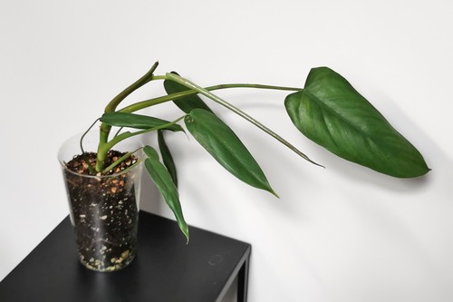 Philodendron tripartitum - philodendron, sp