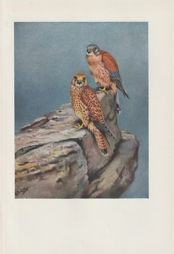 Rötelfalke - (falco, naumanni)