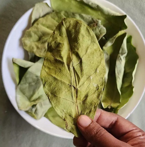 Foglie di calotropis - +50,