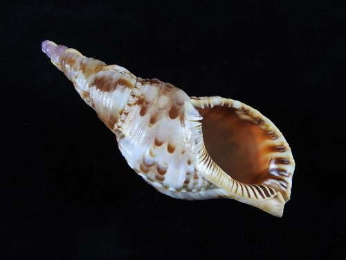 Sea shell charonia tritonis - sea,