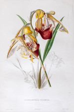 Orchidea coryanthes eximia - coryanthes,