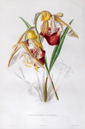Orchidea coryanthes eximia - coryanthes,