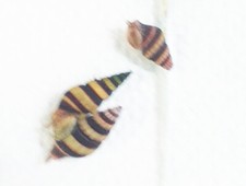 ANENTOME HELENA, lumaca killer ottima per eliminare le lumache infestanti