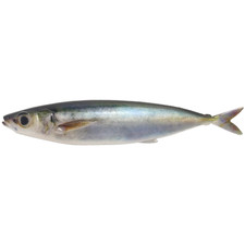 Esca morbida sgombro stampata