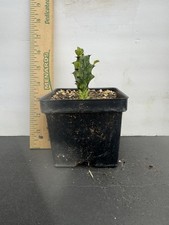 African Milk Tree Cactus Live