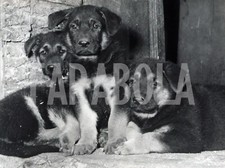 Foto vintage Animali, cuccioli di cane lupo, stampa 24 x 18 cm
