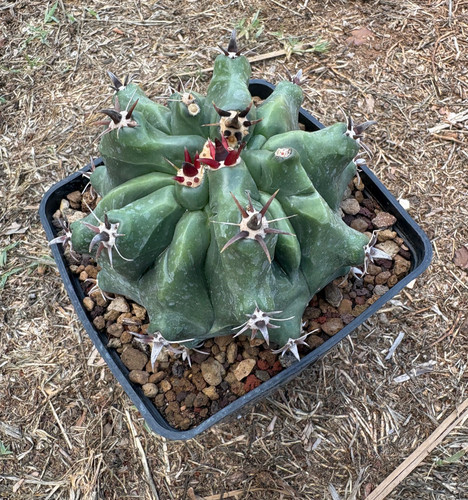 Ferocactus horridus - ferocactus,