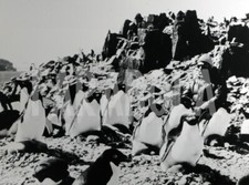 Foto vintage Documentario, L'uomo e il mare, Cousteau, stampa 24 x 18 cm