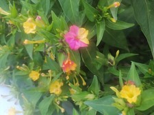 SEMILLAS DE DON DIEGO VARIADAS