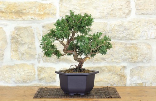 Prebonsai ginepro kishu - ginepro, (9)