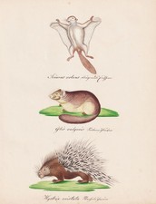 Dormiente ghiro porcospino