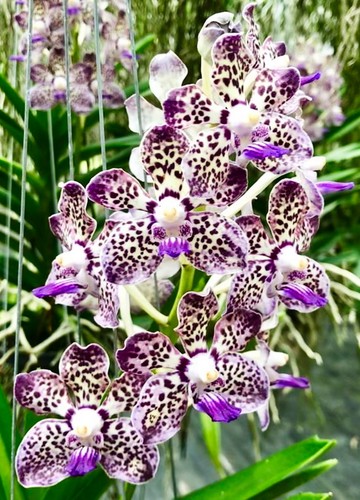 Vanda kyra verde minghus - kyra, 'minghus'