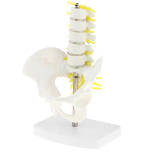 Modello anatomico scheletro - anatomico,