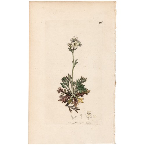Antica botanica inglese 1798
