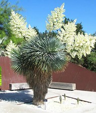 Yucca rostrata blu - yucca,