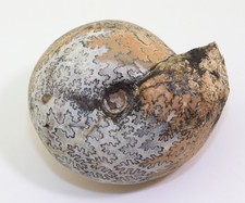 Ammonite, Arcestes rothpletzi, Trias, Nor, Noe Bihati, Timor, Indonesia-m107