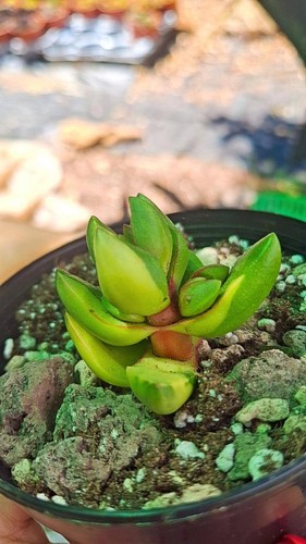 Crassula benjamin variegata - crassula,