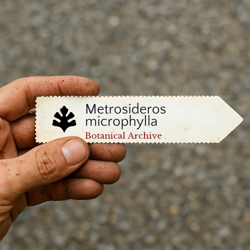 Metrosideros microphylla - , |