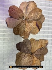 Foglie di Mandorla Indiana