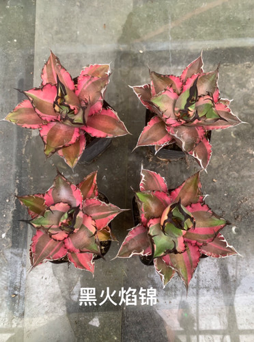 Rara pianta succulenta - succulenta, agave