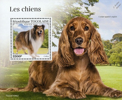 Dogs collie english - &,