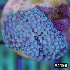 Item#A1198SP1198(S) WYSIWYG