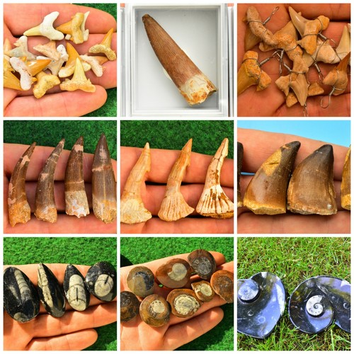 Fossil teeth shark mosasaurs - fossil,
