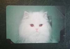 scheda telefonica prototipi e