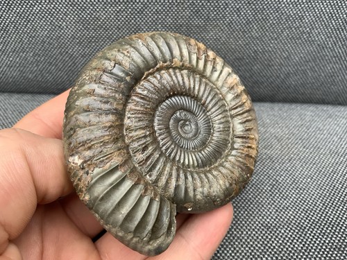 Dactylioceras jurassic - dactylioceras, sp.