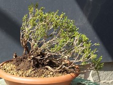 Bonsai di Timo 23x16cm Stile