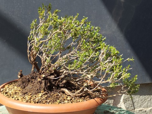 Bonsai timo 23x16cm - timo,