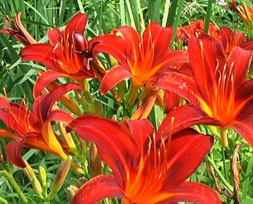 Day lily hemerocallis - day,