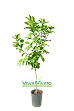 Pianta di Cedro Piretto -