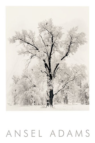 Quercia tempesta neve - tempesta, (in
