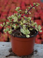 Pianta portulaca afra - pianta,