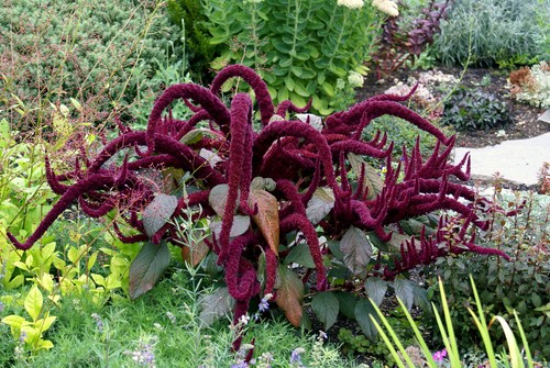 Amaranto viola oeschberg - amaranto,