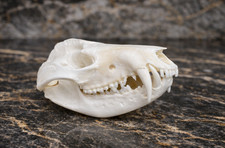 Replica teschio opossum a