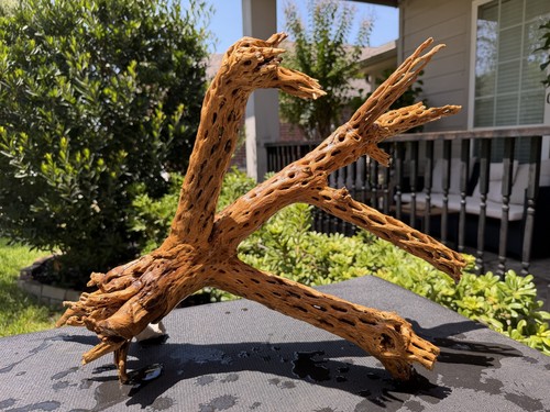 Cholla driftwood acquari pesci - acquari,