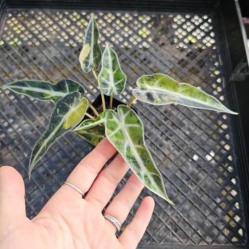 Alocasia bambino aurea - alocasia,