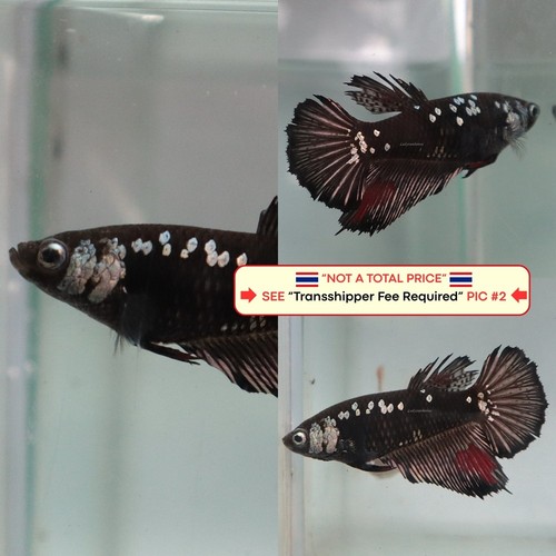 Live betta fish - live,