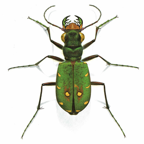 1986 cicindela campestris - 1986,