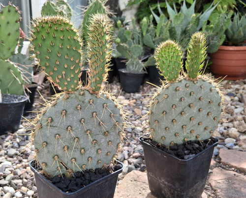 Opuntia chlorotica mohave 1150 - chlorotica,
