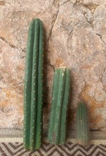 Pachanoi, San🌵Pedro 50cm +