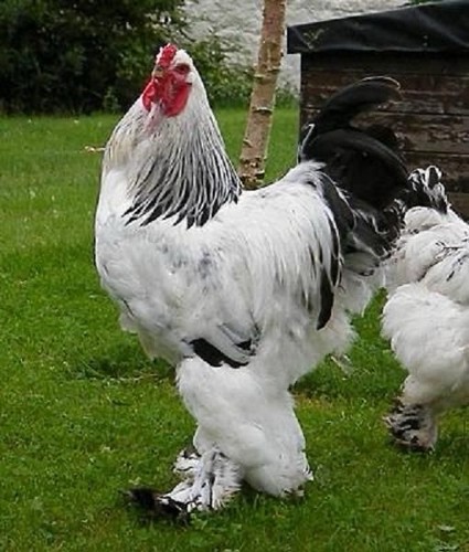 Uova feconde brahma - uova,
