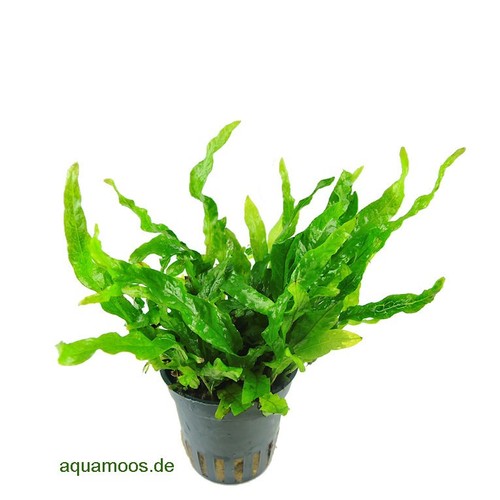 Microsorum pteropus green - pteropus, 'green