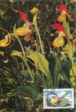 E0046 Maxi card Romania fiori