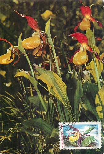 E0046 maxi card - maxi,