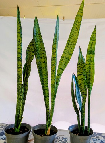Piante vaso da cm - piante, 13