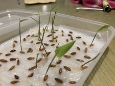 Dendrocalamus Membranaceus,Grandis Bamboo,Resistente Alla Siccita, 20 Semi ,